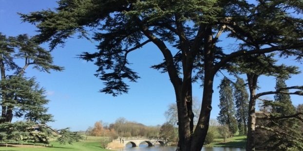 A tree next to the pond in the gardens at Compton Verney